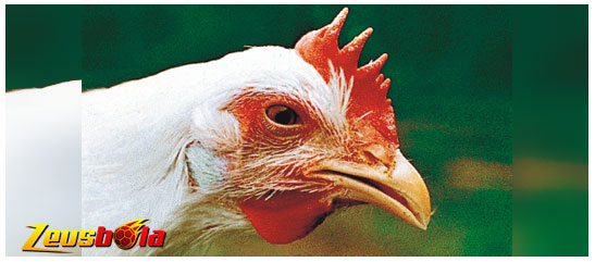 Panduan Untuk Menyembuhkan masalah Ayam Yang Seringkali Ngorok