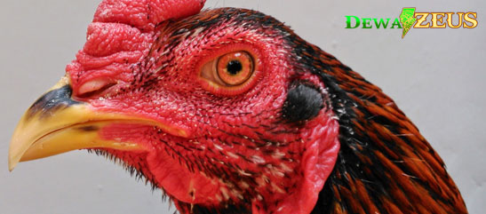 Makanan Penambah Tenaga Pukulan Ayam Bangkok Aduan