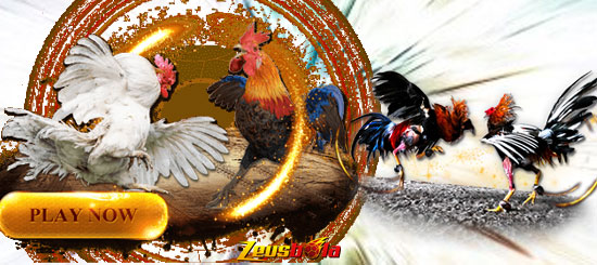 Agen Resmi Judi Sabung Ayam Online Digmaan