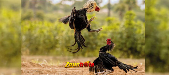 Ciri-ciri Ayam Bangkok Aduan Siap Tarung