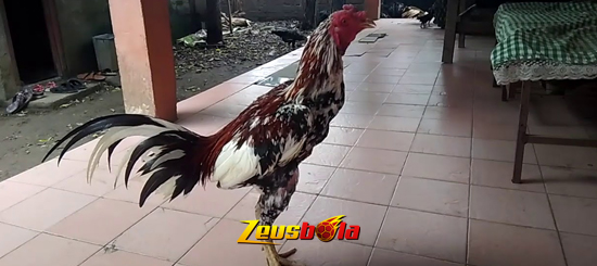Ayam Blorok Madu