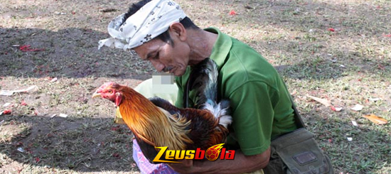 Cara Melatih Pukulan Ayam Aduan Paling Mematikan