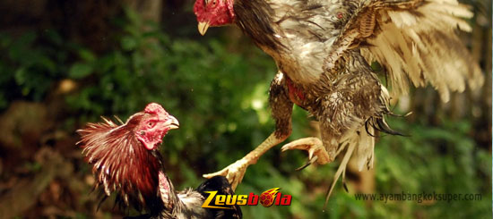 Ciri Serangan Ayam Bangkok Aduan Mematikan