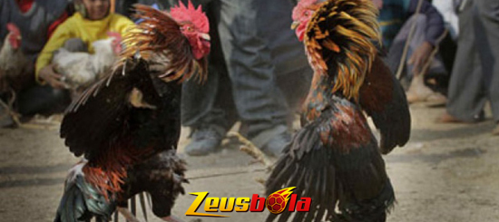 Faktor Penentu Kemenangan Ayam Aduan Di Arena