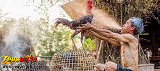 Ayam Bangkok Bantat