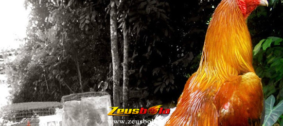 Kelebihan Ayam Bangkok Aduan