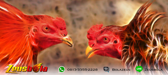 Deposit Sabung Ayam Digmaan Online Terpercaya